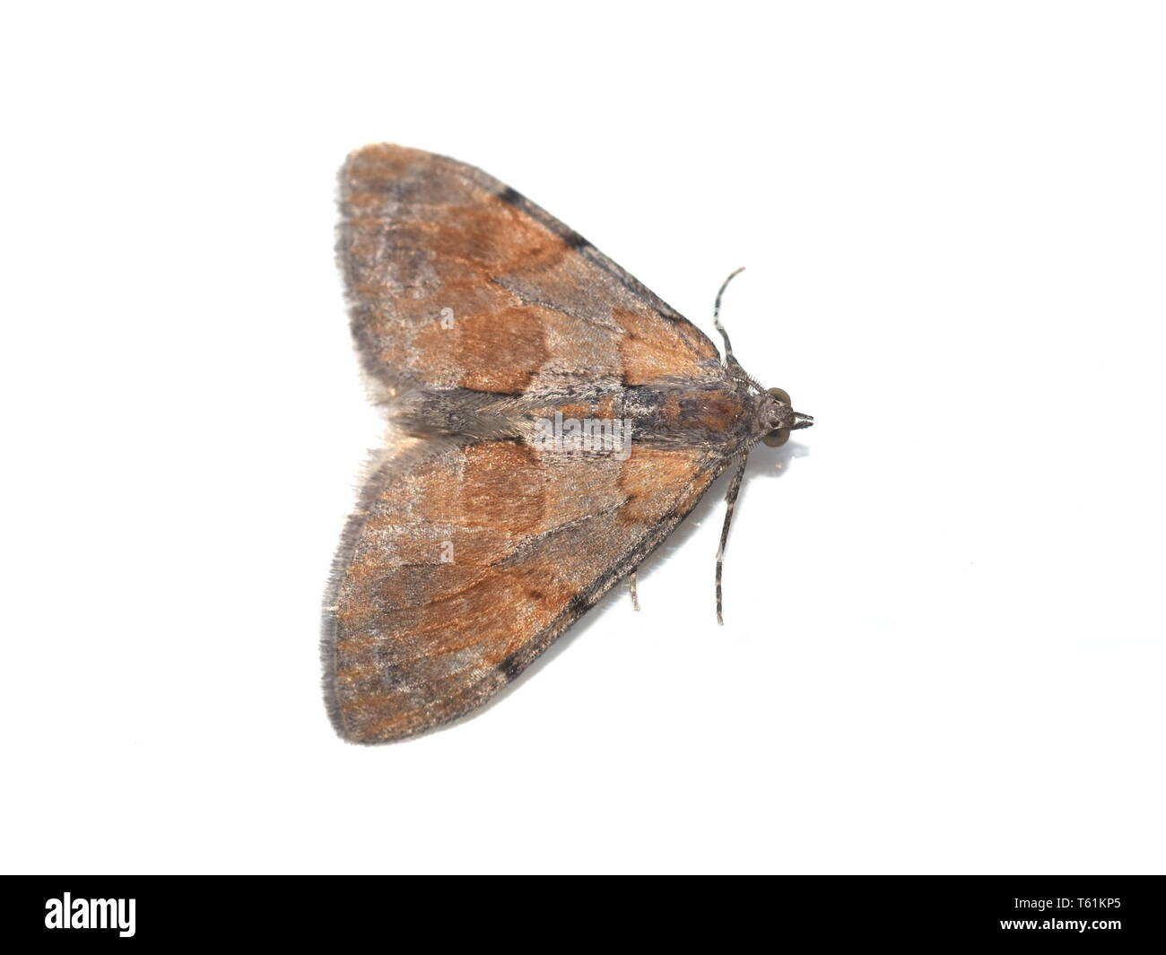 Espèce Pennithera firmata tapis pin isolé sur fond blanc Banque D'Images