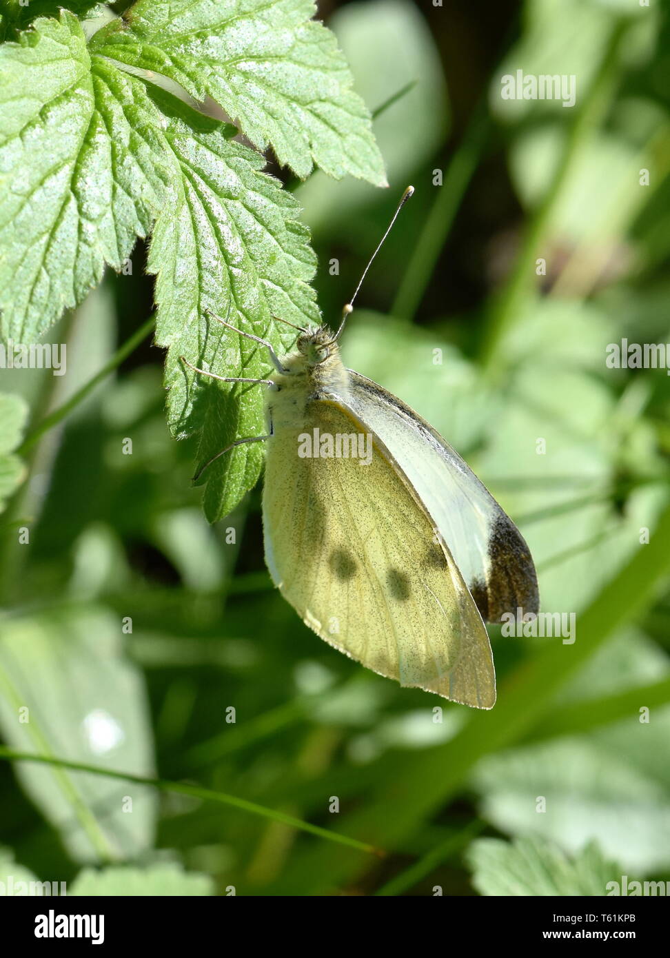 Le grand chou blanc papillon Pieris brassicae assis dans un champ vert Banque D'Images