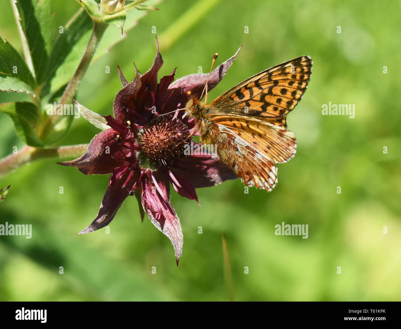 Boloria aquilonaris Cranberry fritillary butterfly sitting on a marsh cinquefoil Banque D'Images