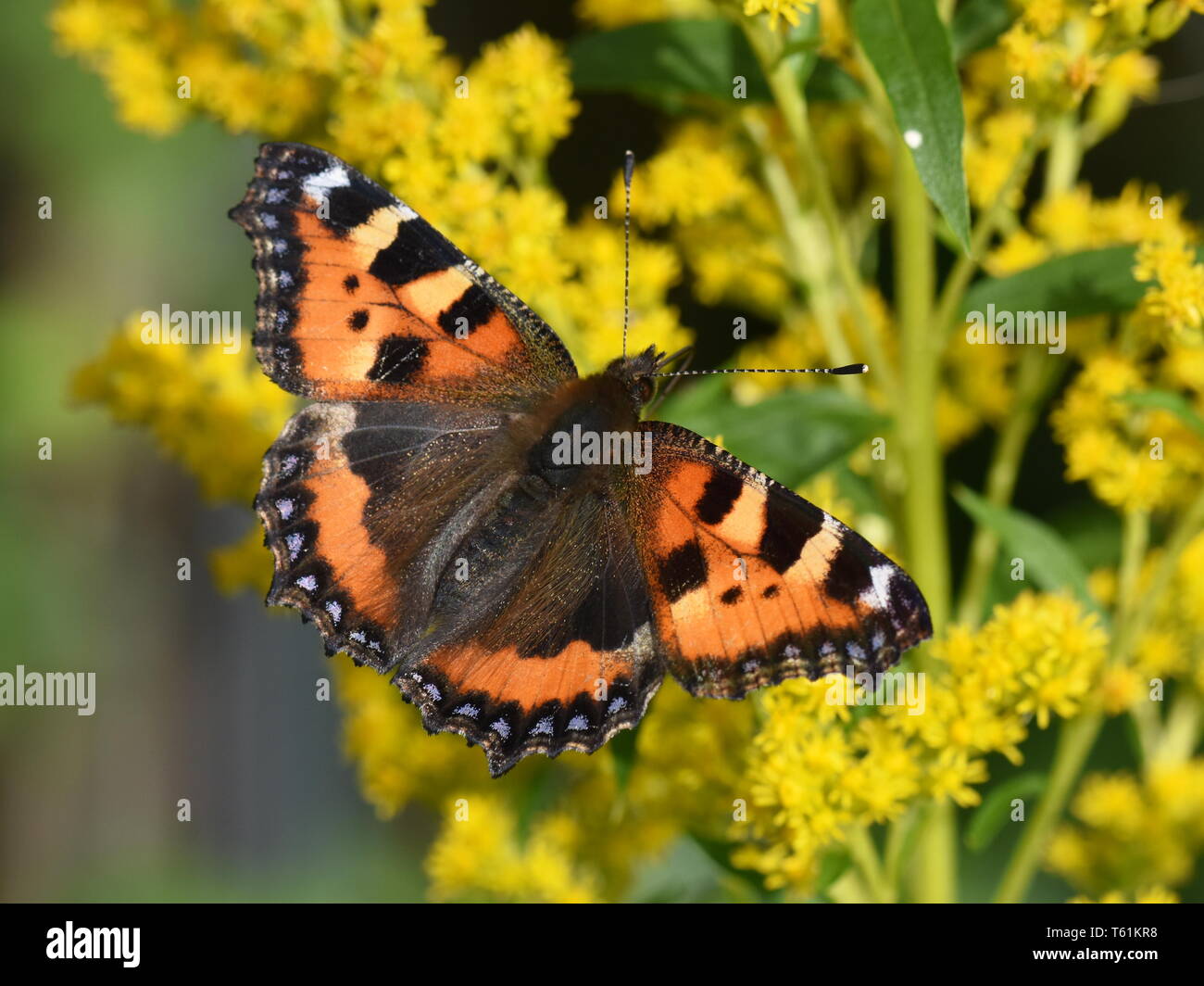 Le petit papillon écaille Aglais urticae sur une fleur Banque D'Images