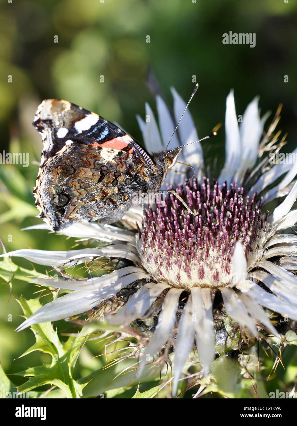 Vulcain Vanessa atalanta papillon sur une fleur de chardon d'argent Banque D'Images