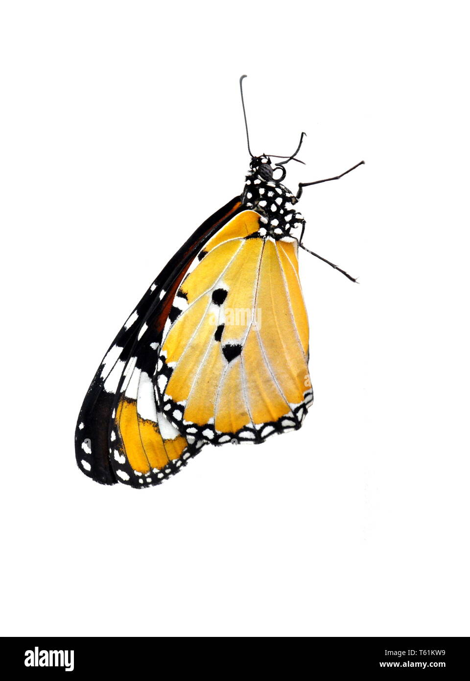 Papillon Monarque Danaus plexippus sur fond blanc Banque D'Images