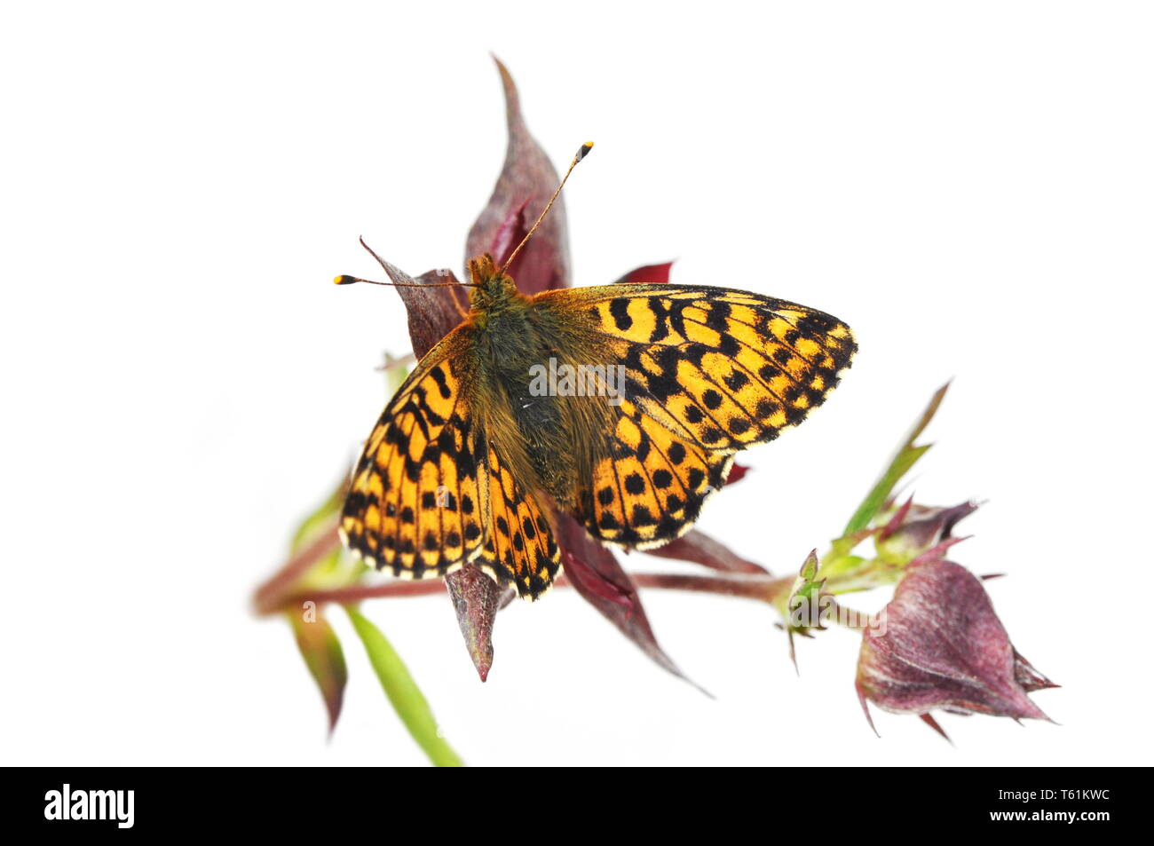 Boloria aquilonaris Cranberry fritillary butterfly sitting on a marsh cinquefoil Banque D'Images