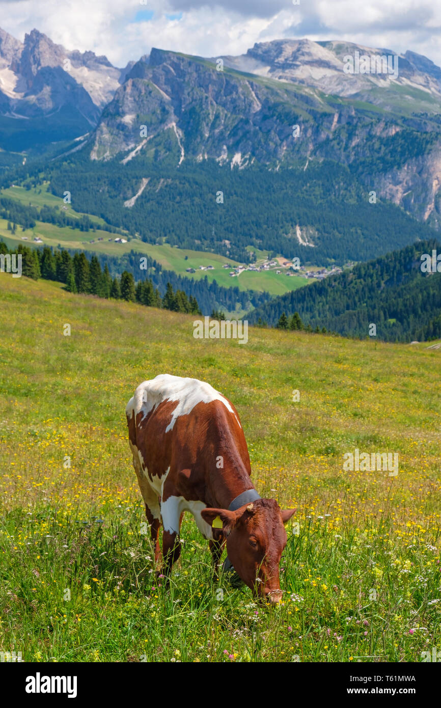Belles Alpes prairie avec une vache de pâturage en été Banque D'Images
