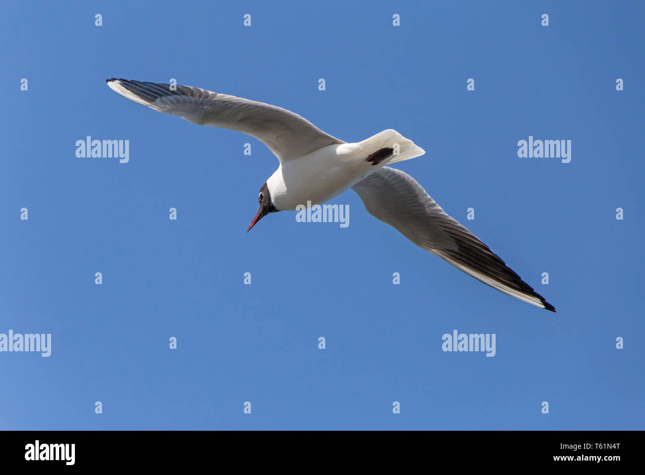 Close up de mouette à tête noire volant dans un ciel bleu Banque D'Images