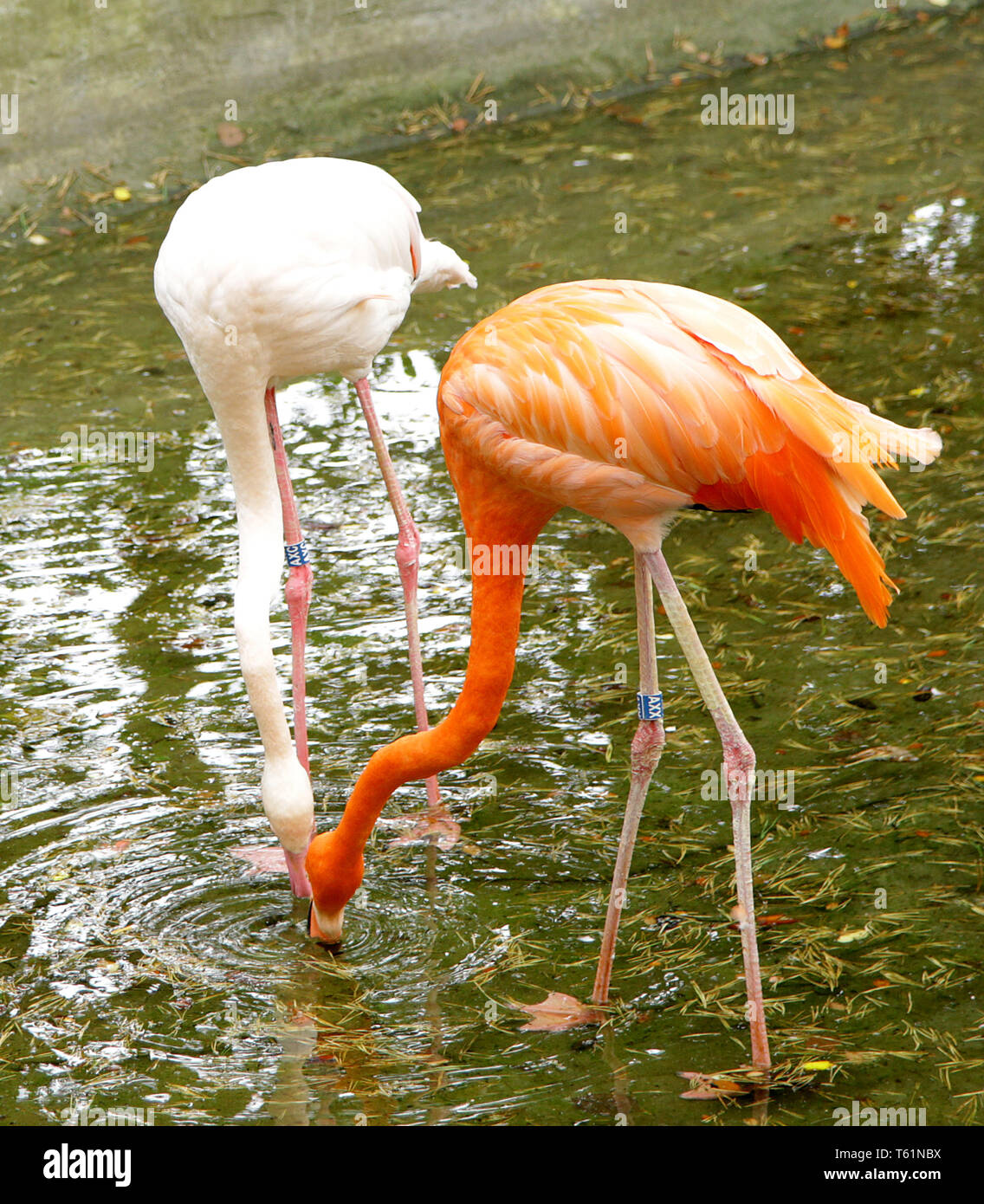 Les flamants rose blanc orange à la recherche de nourriture dans l'eau du lac Banque D'Images