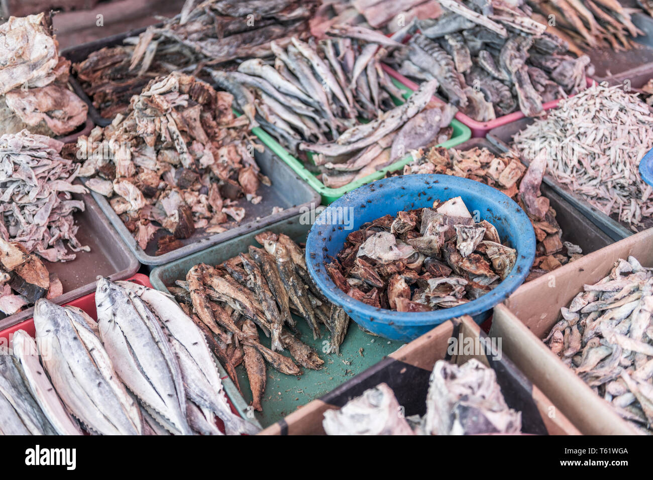 Une exposition de différentes variétés de poisson séché au soleil du midi, couverts de mouches, au Marché aux poissons de Negombo au Sri Lanka. Banque D'Images