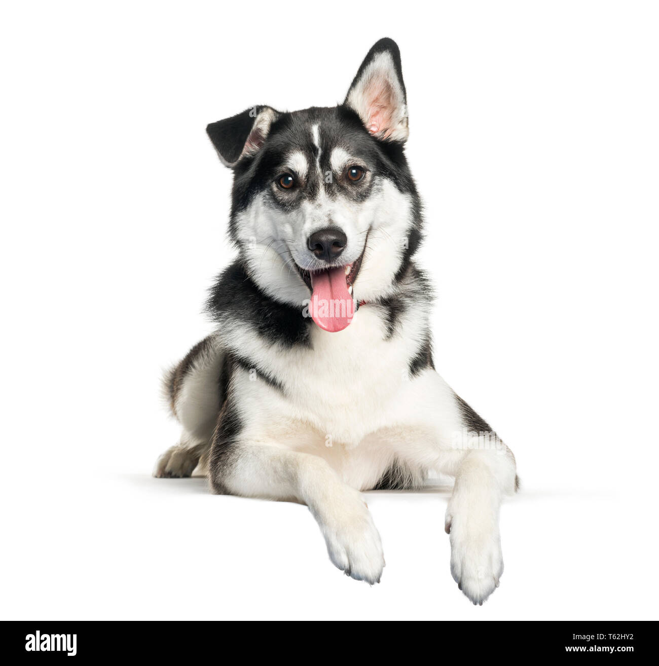 Husky labrador Banque de photographies et d'images à haute résolution -  Alamy