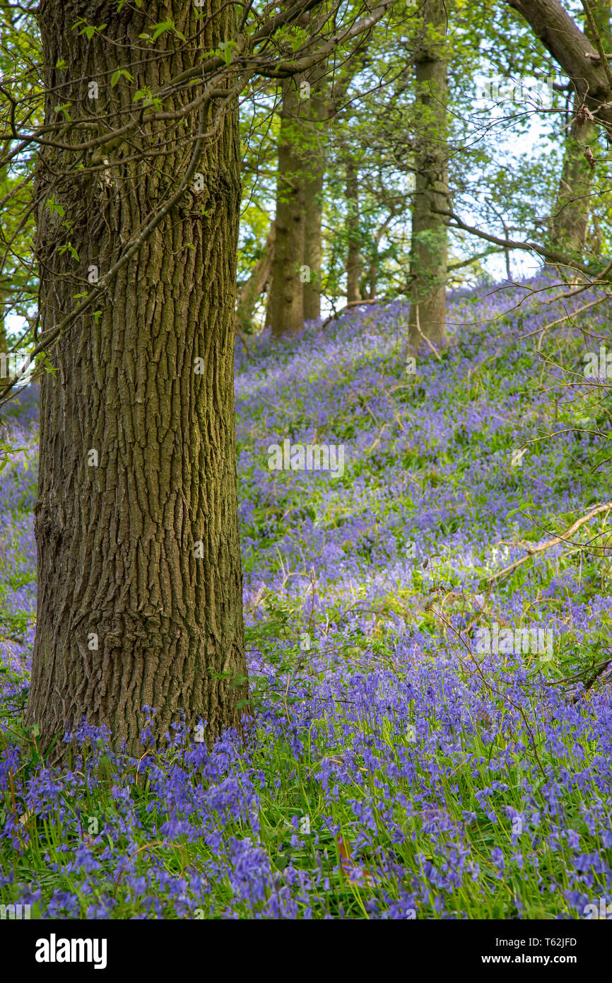 Scène britannique de Worcester capture forestiers de tapis bleu le printemps fleurs : common bluebells (Hyacinthoides non-scripta). Banque D'Images