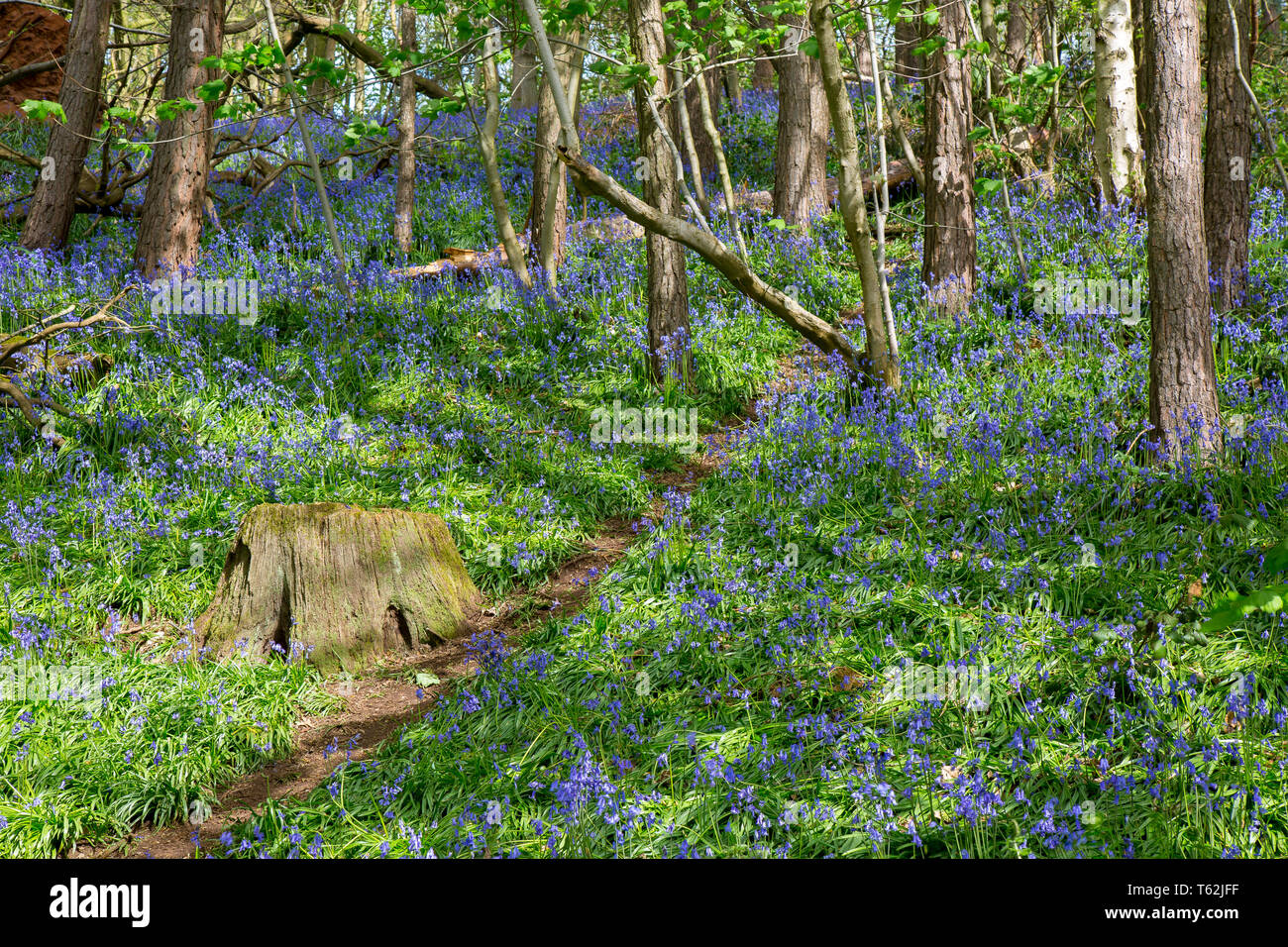 Bluebell Wood, Grande-Bretagne. Cloches anglaises communes (jacinthoides non-scripta) dans les bois naturels du Royaume-Uni. Banque D'Images