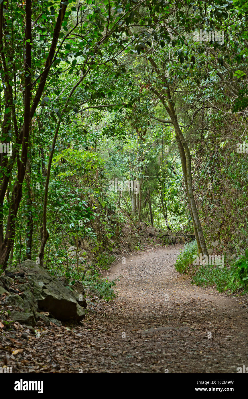 Sentier à travers la forêt tropicale canyon de Los Tilos en La Palma, Espagne. Banque D'Images