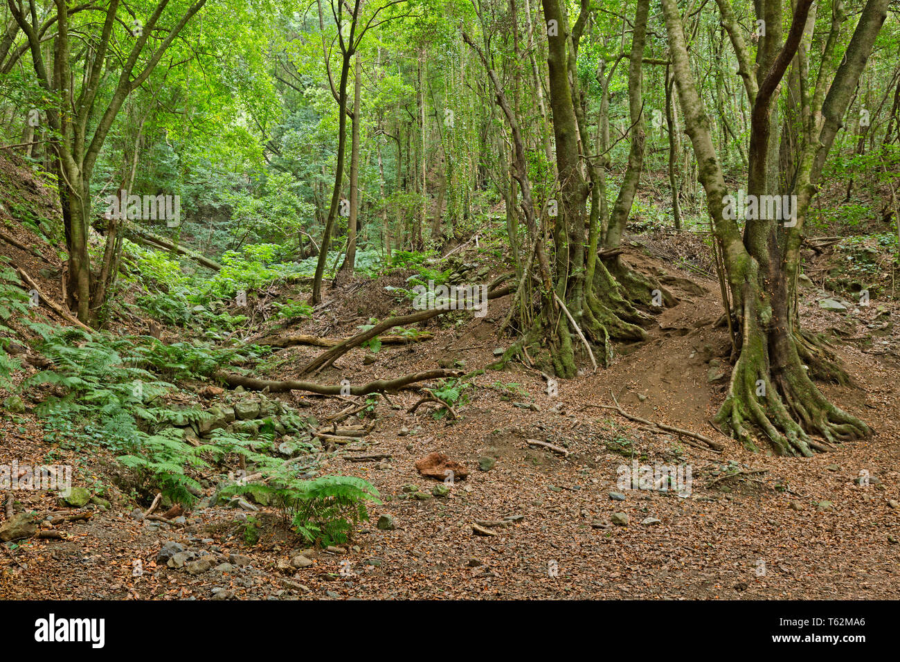 Voir dans la forêt tropicale canyon de Los Tilos en La Palma, Espagne avec ses vieux arbres. Banque D'Images