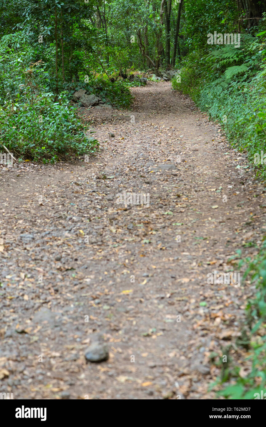 Sentier à travers la forêt tropicale canyon de Los Tilos en La Palma, Espagne, se concentrer sur l'arrière-plan. Banque D'Images
