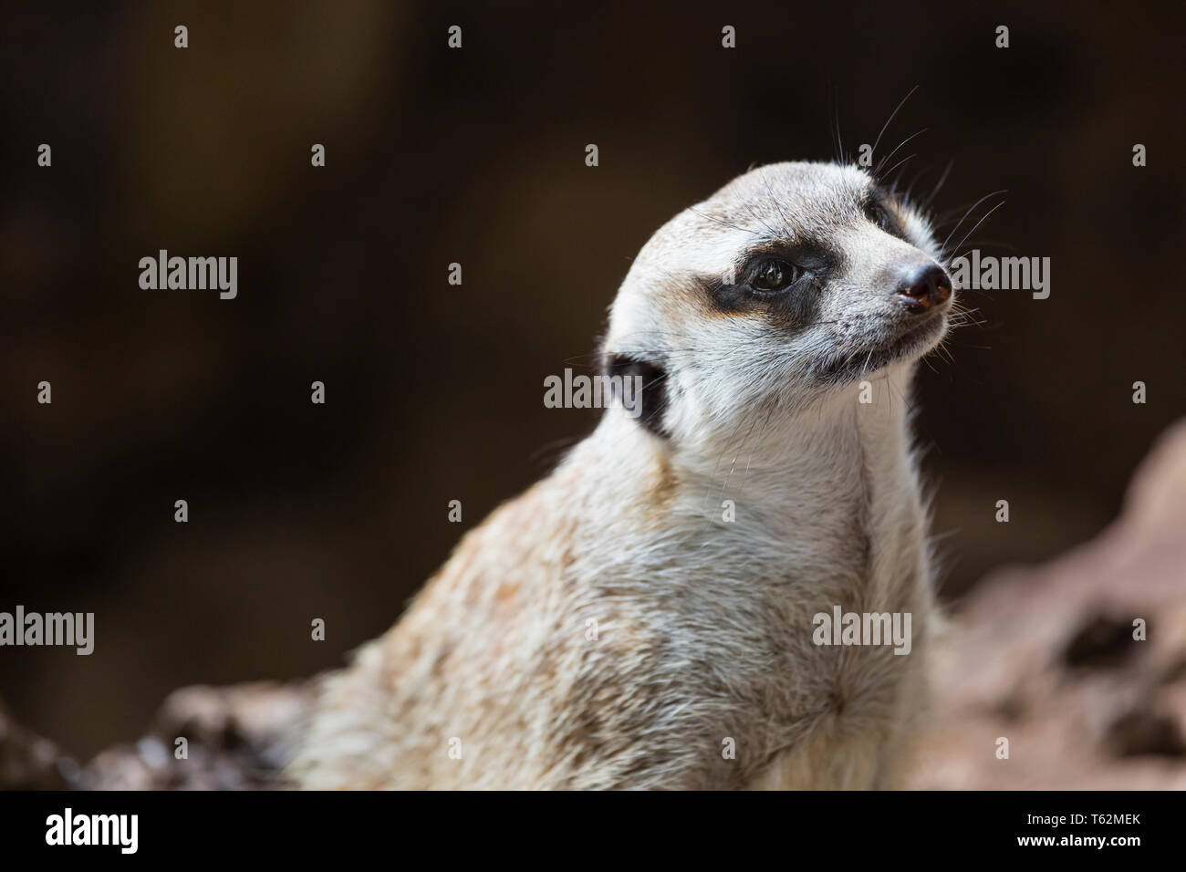 Un curieux meerkat à jusqu'à La Palma, Espagne. Banque D'Images
