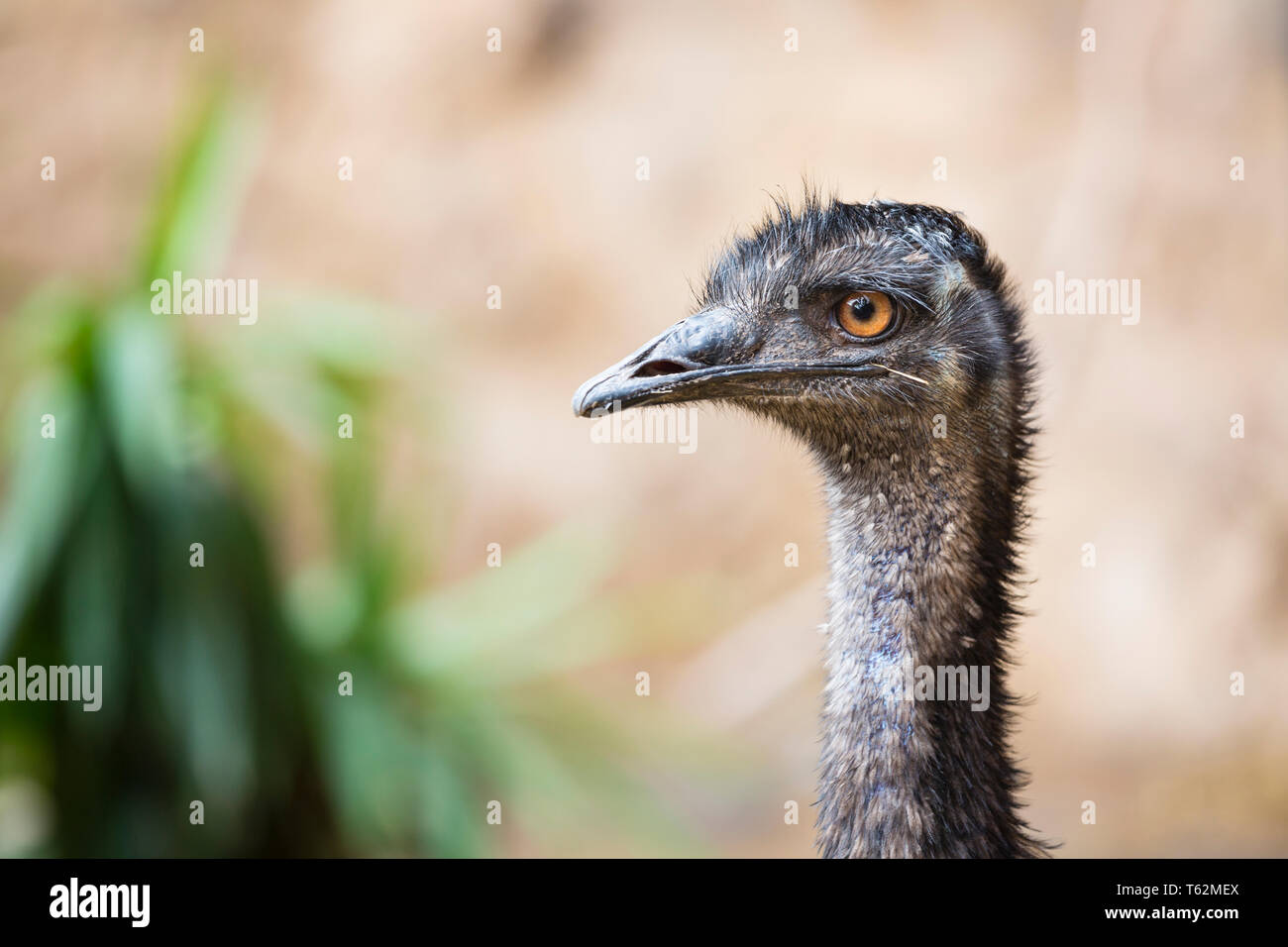 Vue latérale d'un portrait de l'UEM à La Palma, Espagne. Banque D'Images