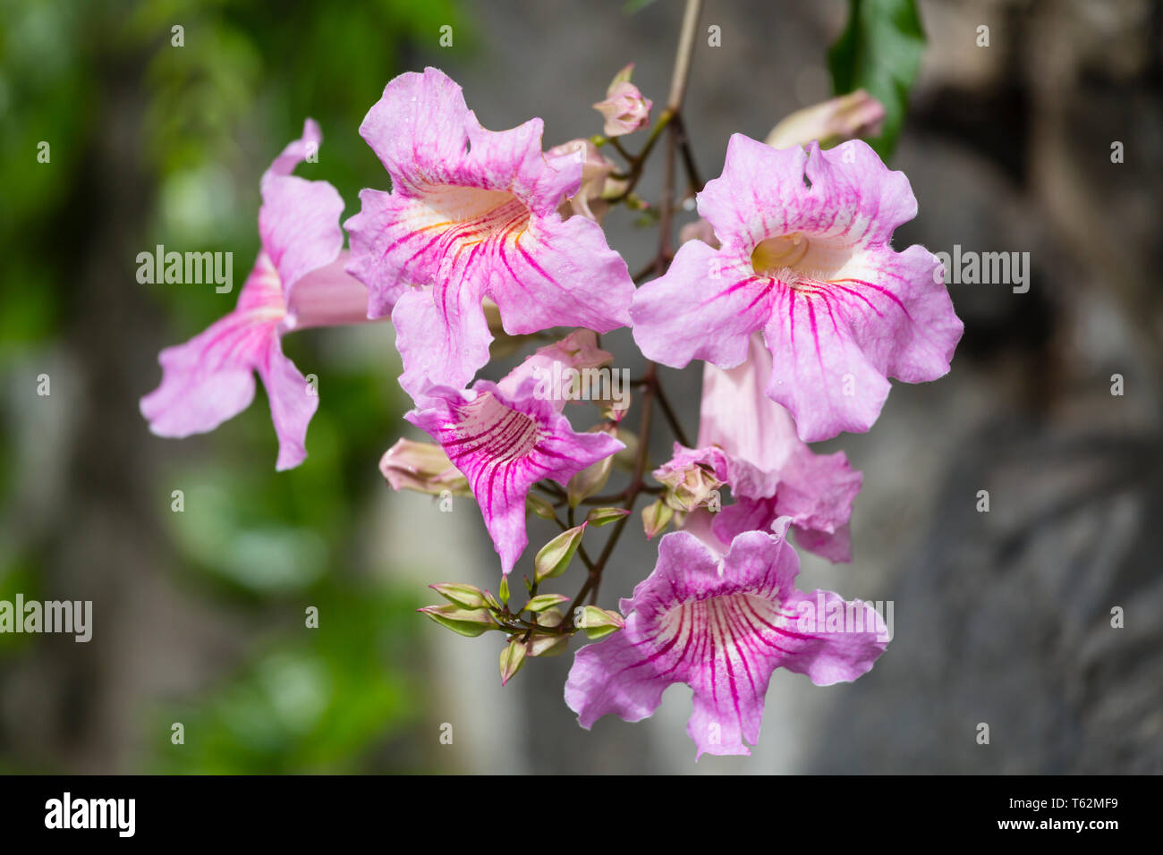 Fleurs roses sur un buisson dans un canyon à La Palma, Espagne. Banque D'Images