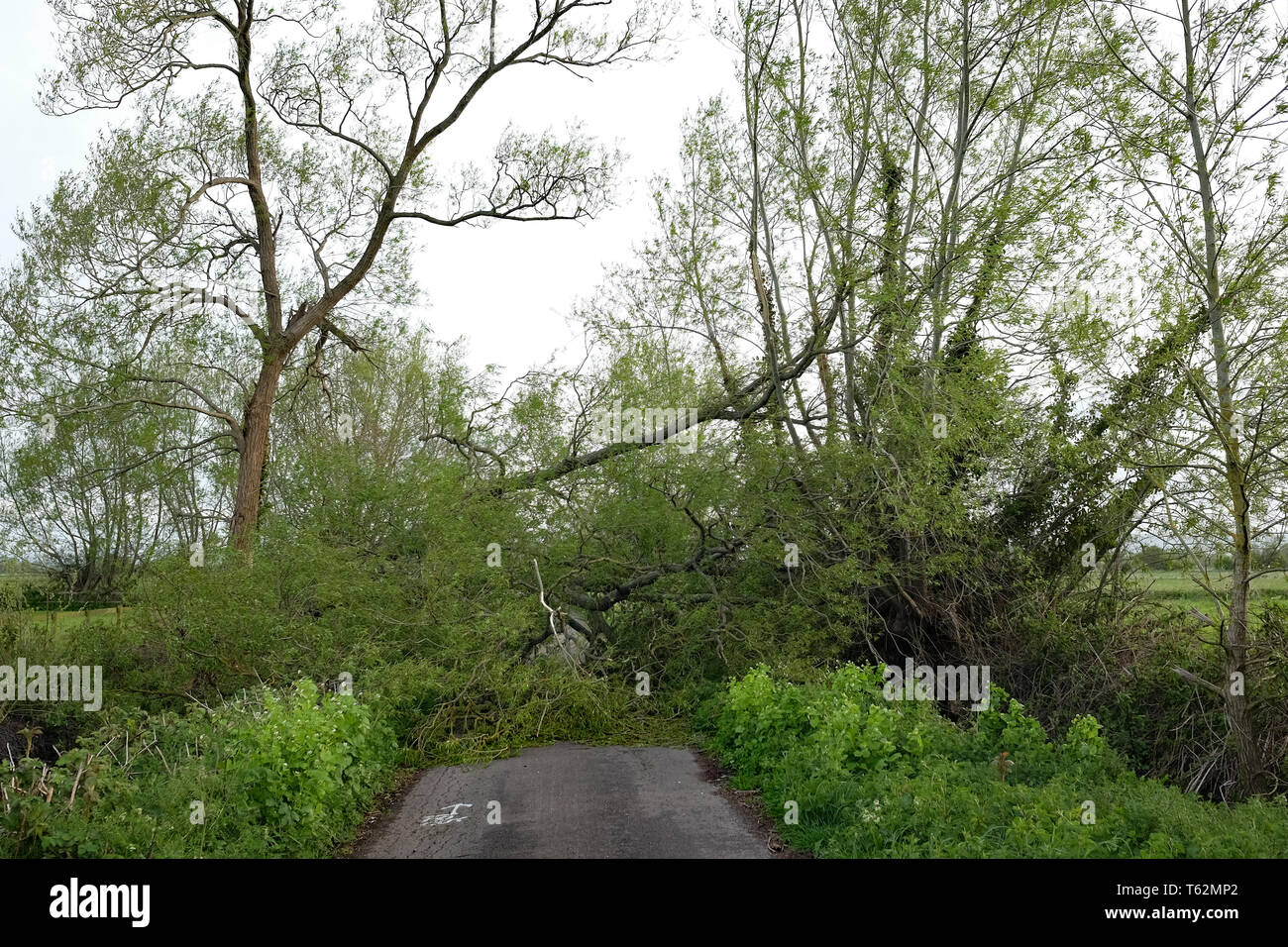 Avril 2018 - arbre vers le bas à travers une route, les dommages causés par la tempête sur une route rurale près de Glastonbury, dans le Somerset. UK Banque D'Images