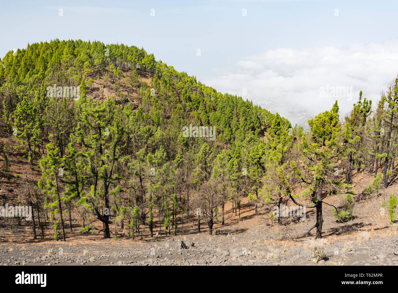 Vue sur la pinède de la Cumbre Vieja avec ciel bleu à La Palma, Espagne. Banque D'Images
