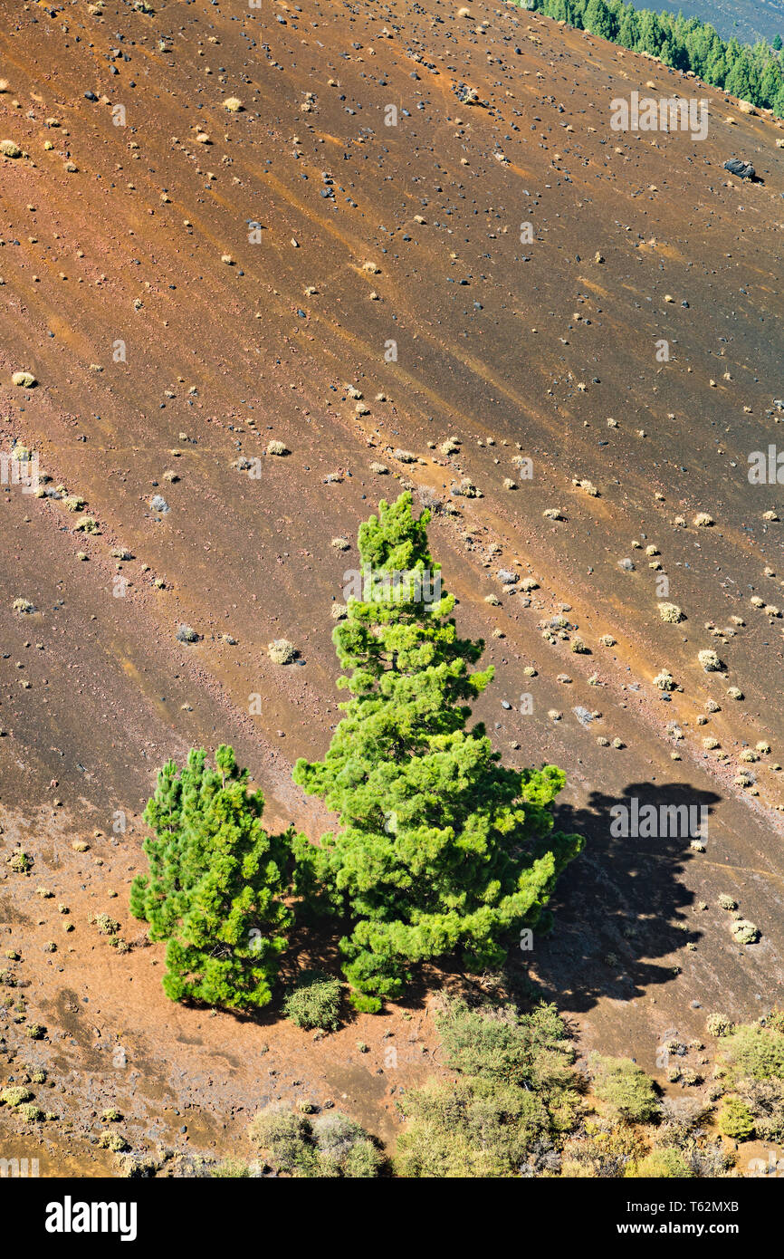 Pins verts et rouge paysage volcan sur le dessus de la Cumbre Vieja à La Palma, Espagne. Banque D'Images