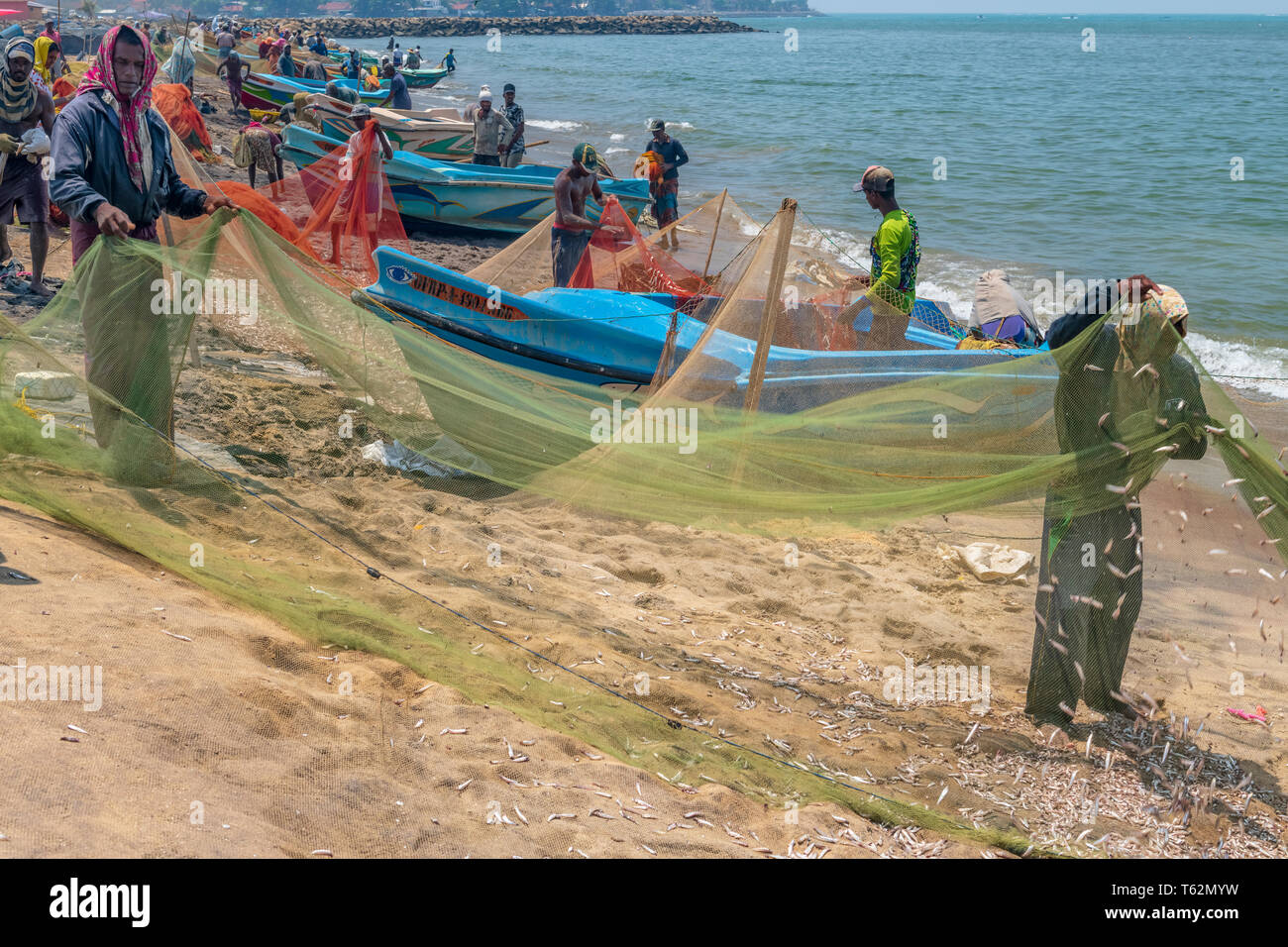 Les pêcheurs de Negombo retirer le petit poisson argenté en agitant leurs filets tandis que les corneilles frais généraux cercle attendent que l'occasion de voler n'importe quelle proie facile. Banque D'Images