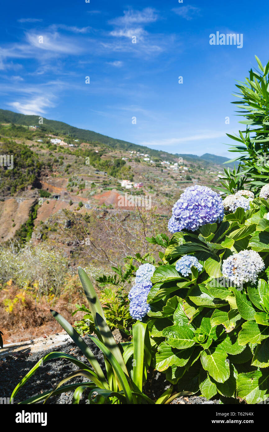 Fleurs d'hortensias en face d'un canyon à San Bartolome, La Palma, Espagne. Banque D'Images