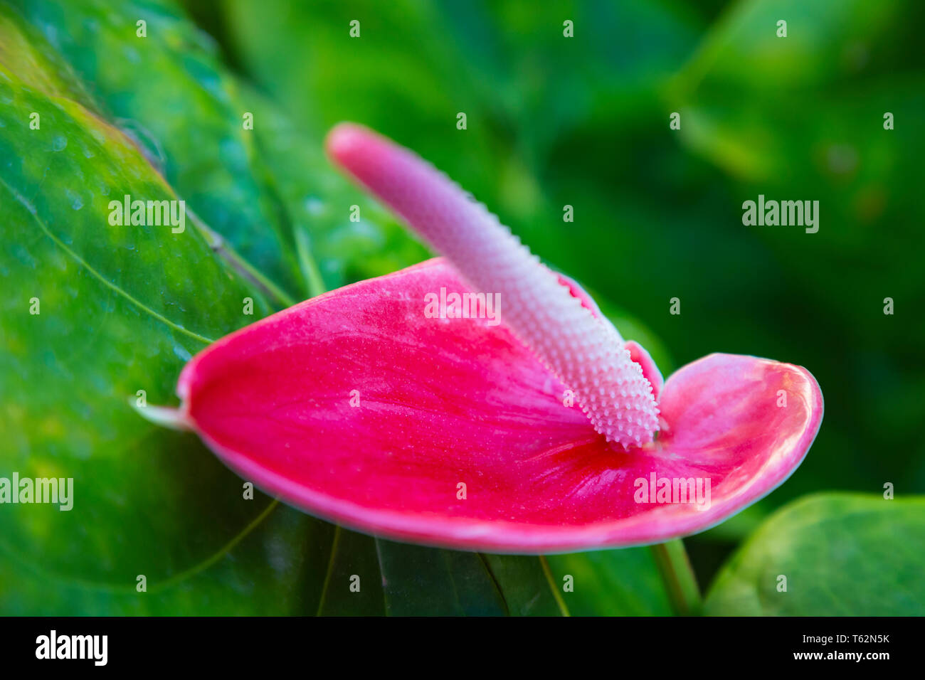 Anthurium rouge ou Flamingo fleur dans le village de San Andres à La Palma, Espagne. Banque D'Images