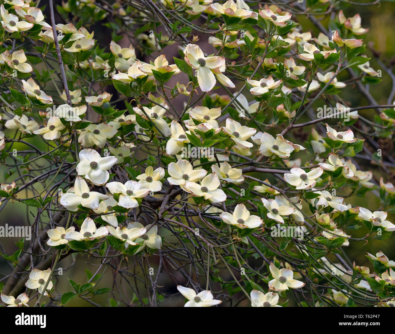 Dogwood Cornus controversa 'Eddie's White Wonder' Banque D'Images