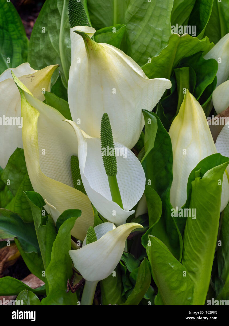Lysichiton americanus lysichiton ouest (USA), jaune Lysichiton americanus lysichiton (UK) Banque D'Images