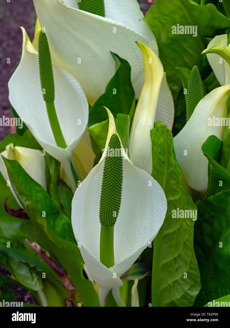 Lysichiton americanus lysichiton ouest (USA), jaune Lysichiton americanus lysichiton (UK) Banque D'Images