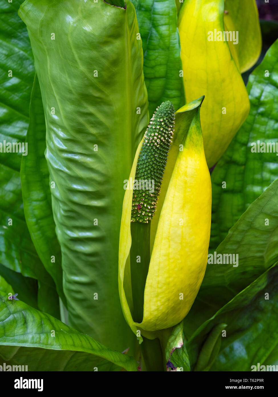 Lysichiton americanus lysichiton ouest (USA), jaune Lysichiton americanus lysichiton (UK) Banque D'Images