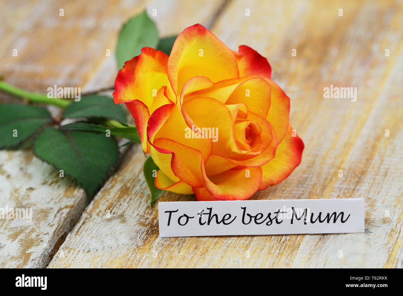 Pour la meilleure carte mère avec de belles rose coloré sur la surface en bois Banque D'Images