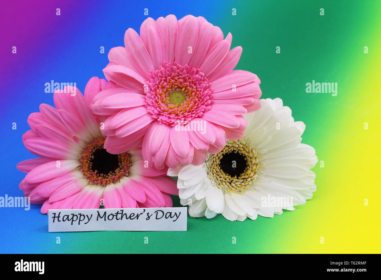 Happy Mothers Day card avec trois des gerberas sur fond de couleur arc-en-ciel Banque D'Images