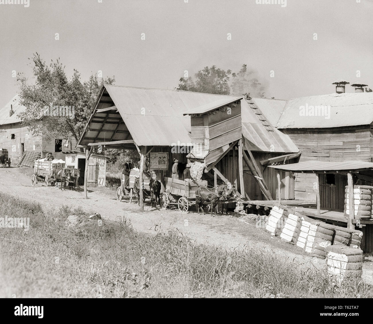 1930 chariots tirés par des chevaux ALIGNÉS AU GENIÈVRE DE COTON PRÈS DE LAWRENCE TENNESSEE USA - c7928 HAR001 HARS, B&W L'AGRICULTURE AMÉRIQUE DU NORD AMÉRIQUE DU NORD DE L'OCCUPATION DE COMPÉTENCES COMPÉTENCES TN mammifères africains-américains africains-américains producteurs EXTÉRIEURS DU TRAVAIL NOIR ORIGINE TIRÉ DE L'EMPLOI PROFESSIONS PRÈS DE STRUCTURES DU SUD DE MULETS INDIGÈNES WAGONS EMPLOYÉ AMÉRICAIN DE COOPÉRATION EN BALLES DE GIN OKLAHOMA MULE MAMMIFÈRE NOIR ET BLANC BALLES HAR001 travaillant à l'ANCIENNE LAURENT AMÉRICAINS AFRICAINS Banque D'Images