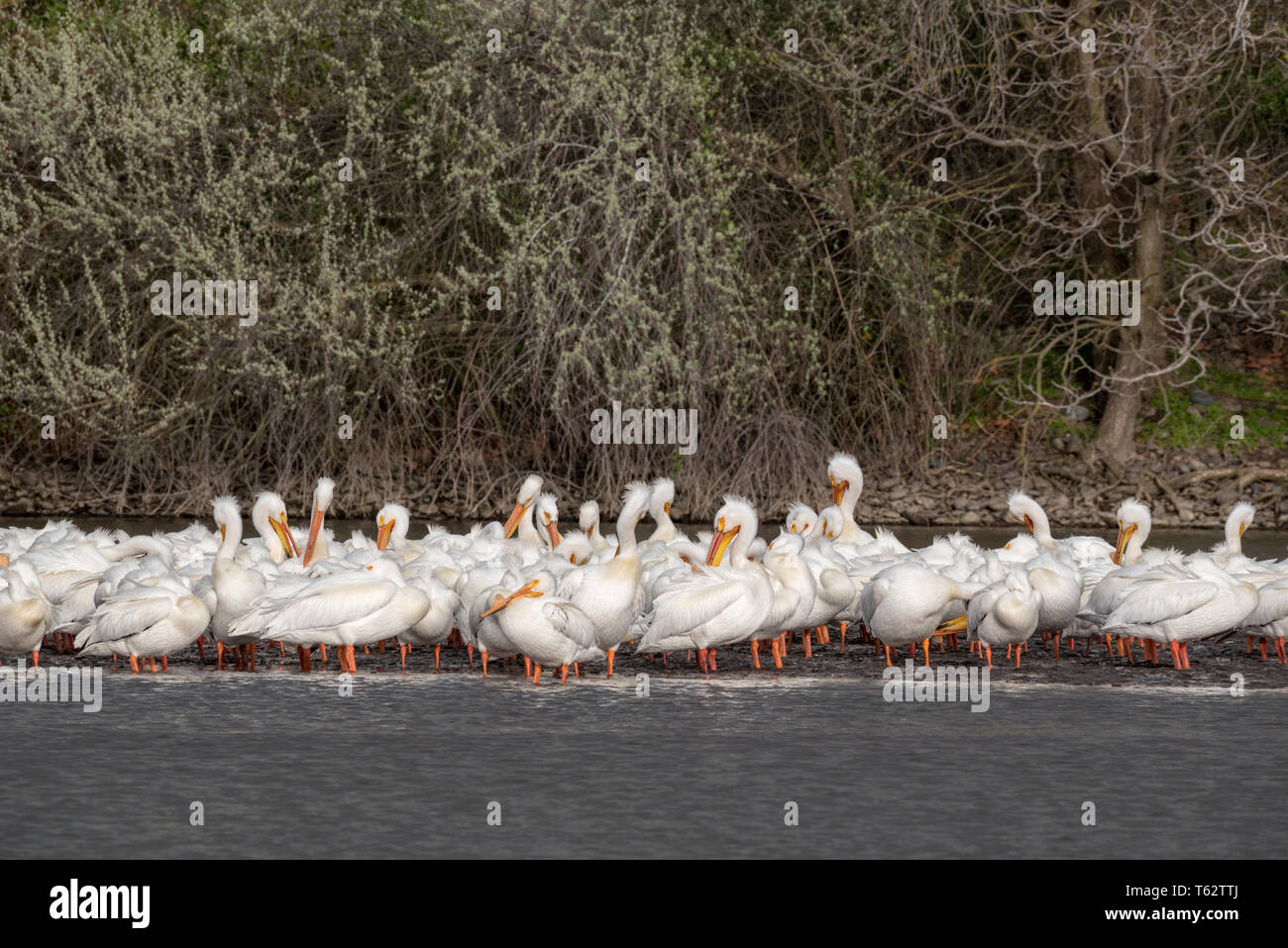 Pélicans d'Amérique, Pelecanus erythrorhynchos, sur la Snake River dans le sud-est de Washington. Banque D'Images