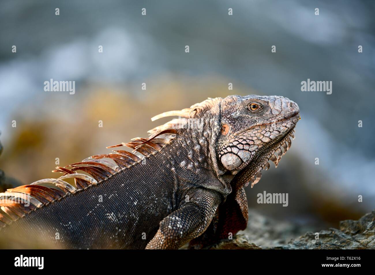 Iguana trouvés sur l'île de Sainte-Croix, Îles Vierges Américaines Banque D'Images