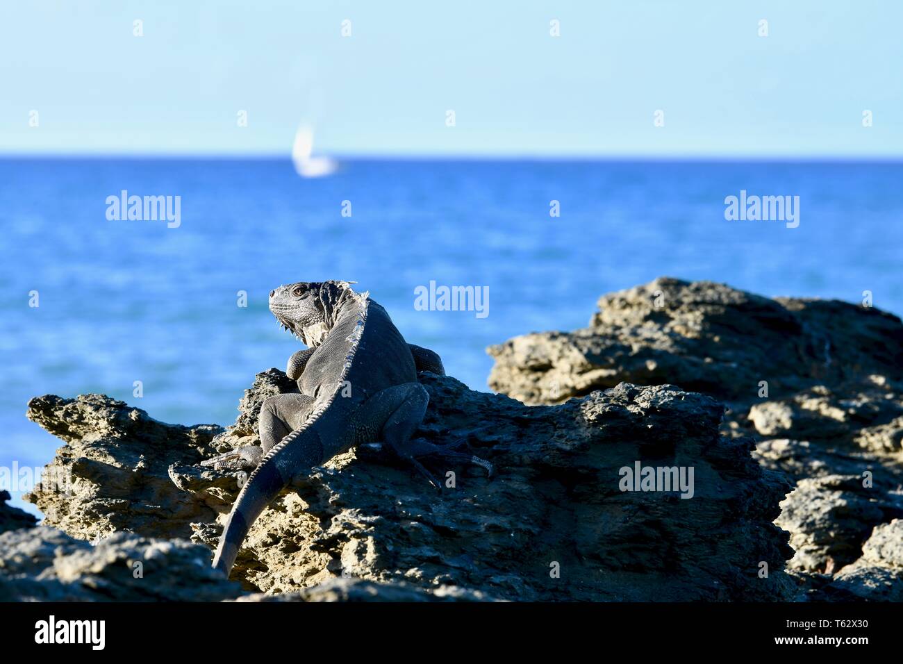 Iguana trouvés sur l'île de Sainte-Croix, Îles Vierges Américaines Banque D'Images