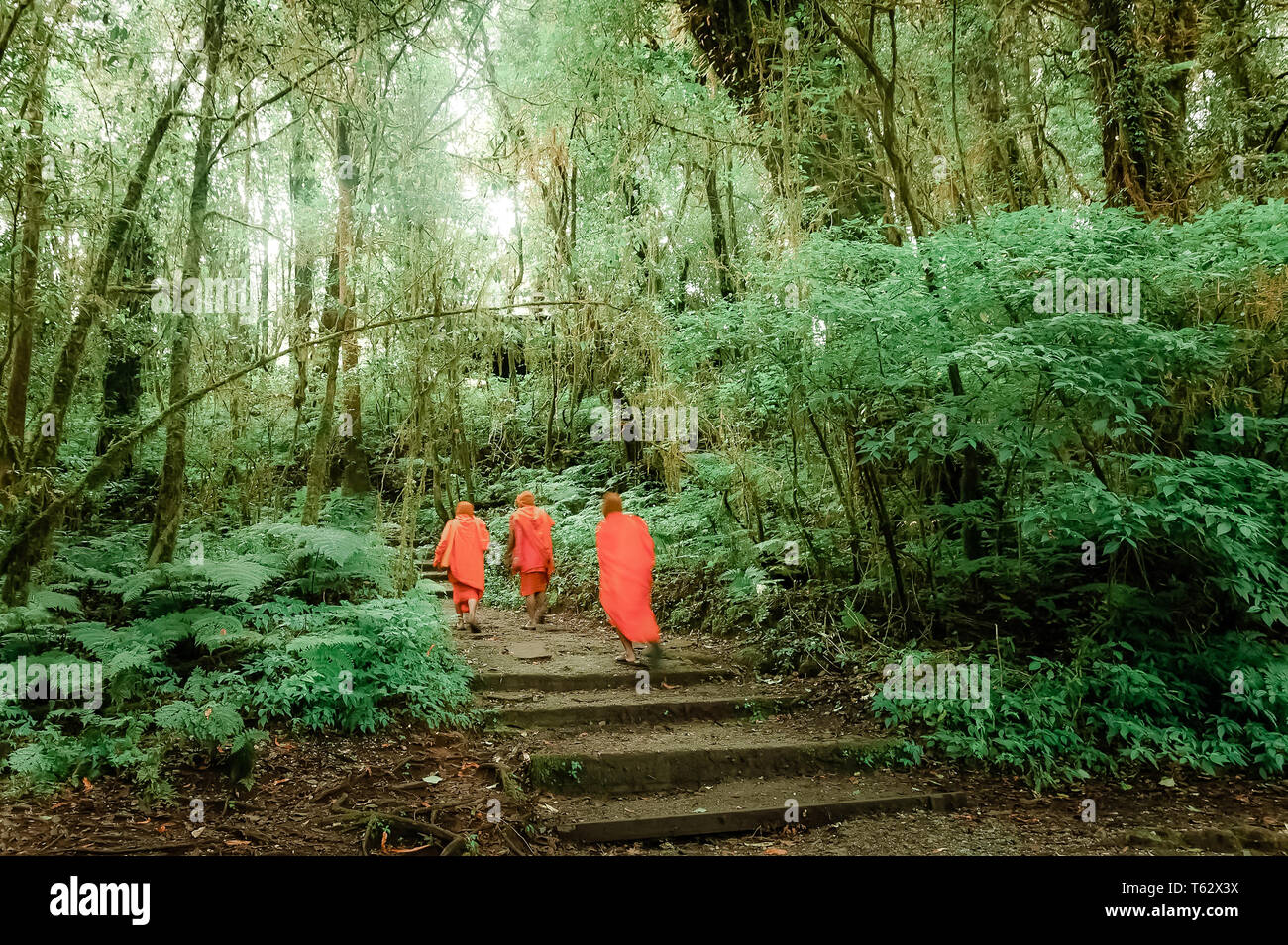 Les moines bouddhistes dans la forêt tropicale brumeuse. Tropical sauvage plante poussant dans des jungles moussus. Beauté surréaliste d'arbres exotiques. Contexte Lors de voyages Banque D'Images