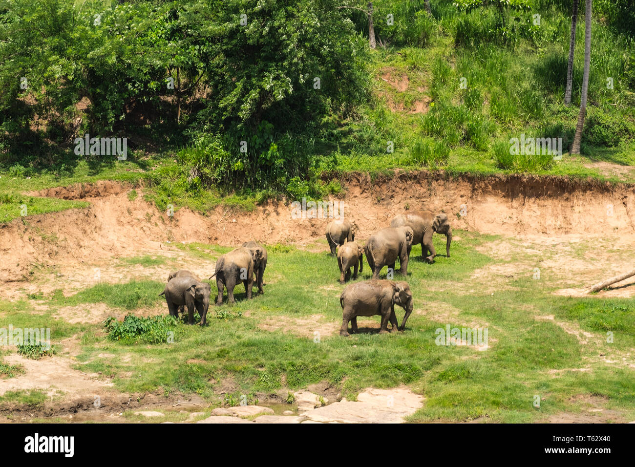 Les jeunes éléphants d'Asie se détendre et le pâturage dans la nature sauvage du Sri Lanka Banque D'Images