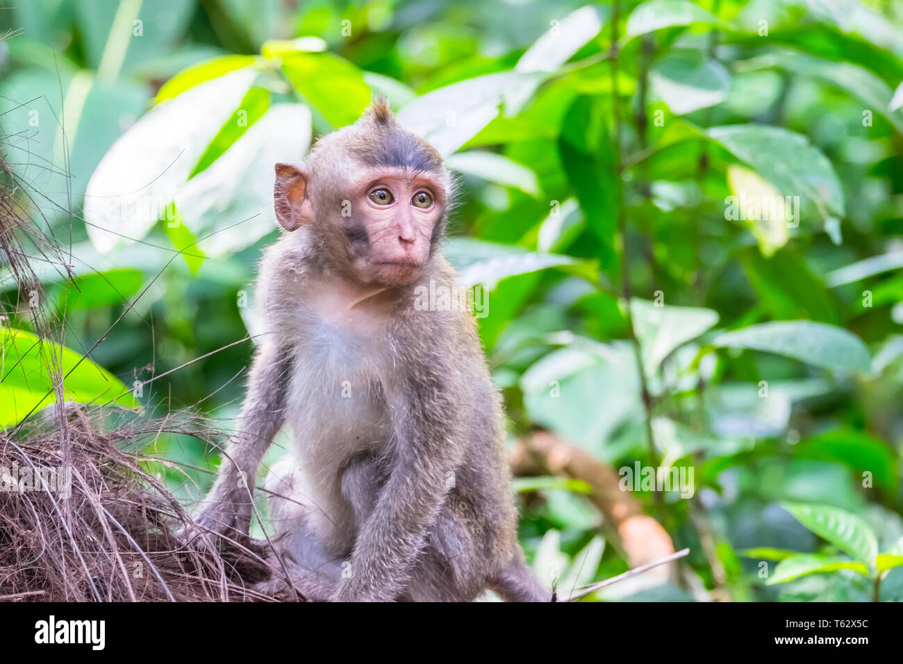 Singe Mignon Banque De Photographies Et D Images A Haute Resolution Alamy