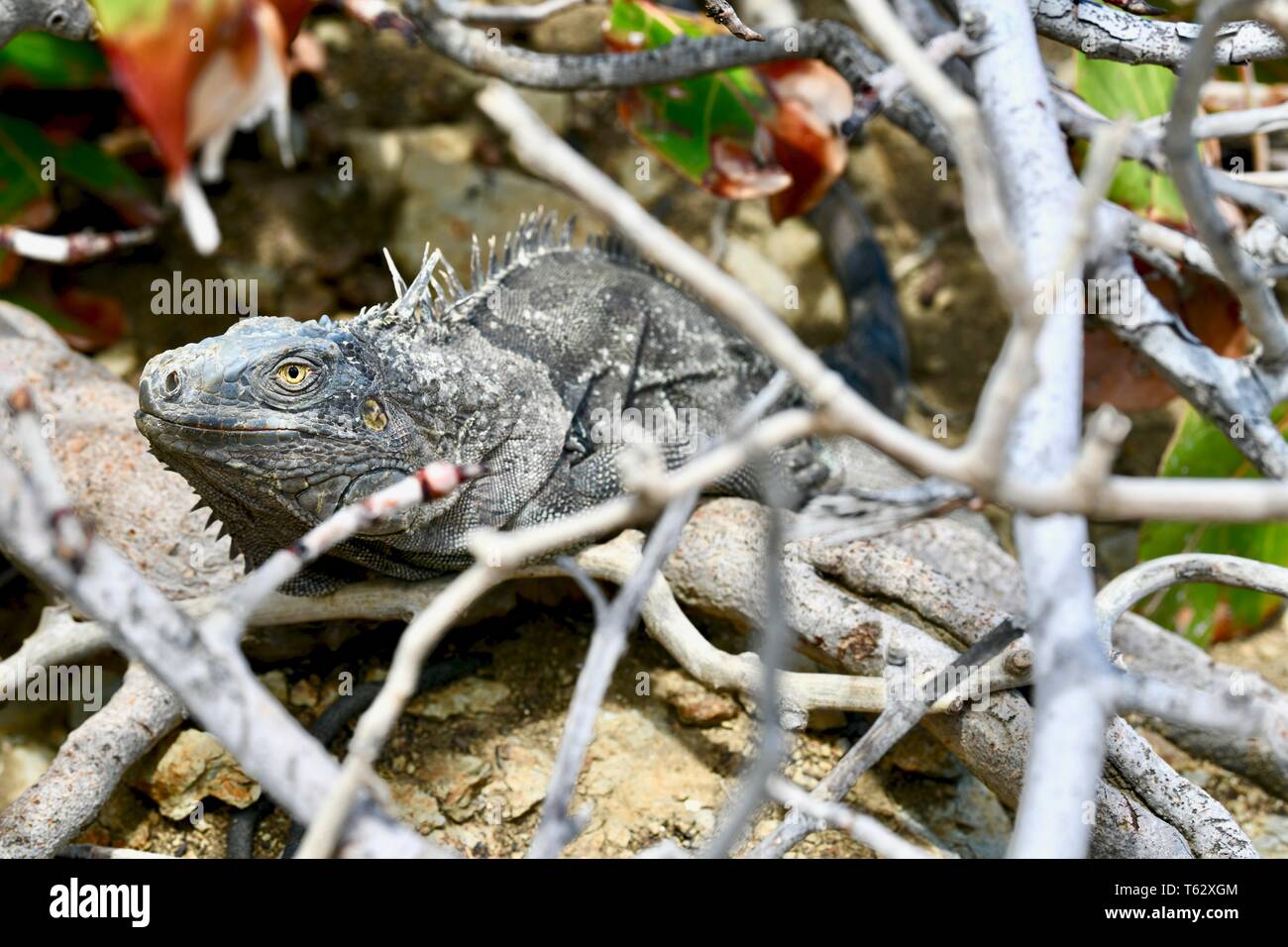 Iguana trouvés sur l'île de Sainte-Croix, Îles Vierges Américaines Banque D'Images