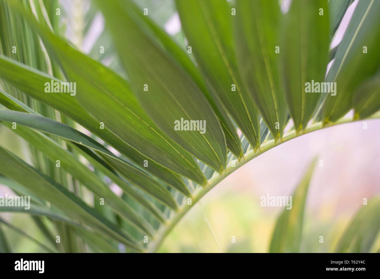 Libre de feuilles des plantes vertes tropicales Banque D'Images