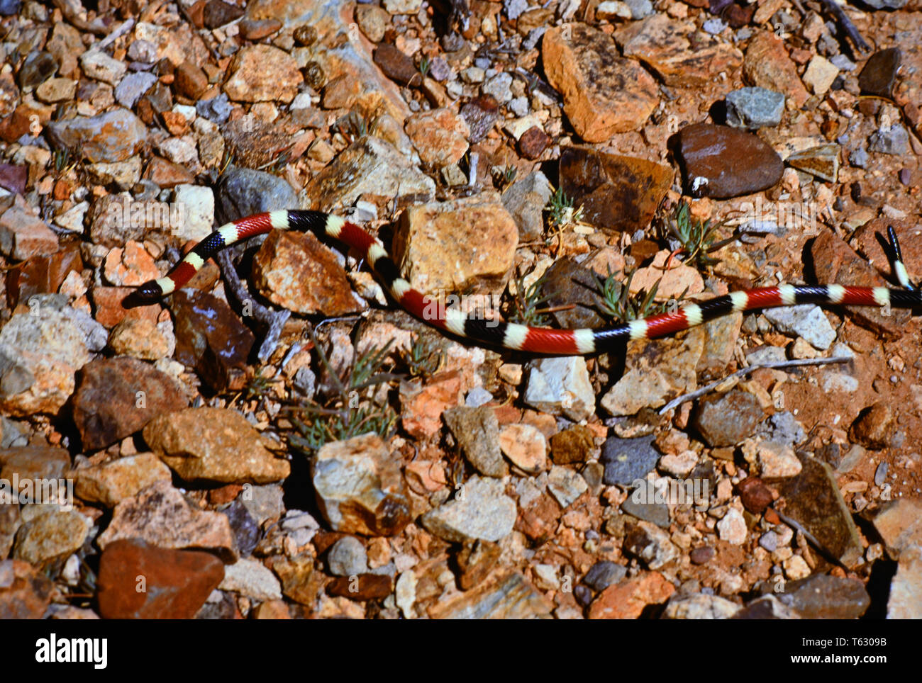 serpent corail Banque D'Images