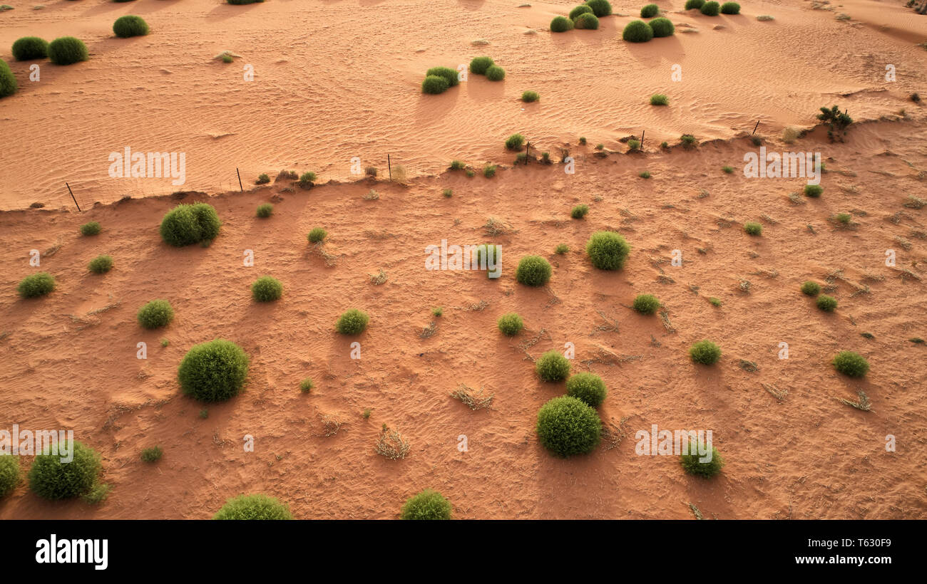 Des pricly saltwort ou tumbleweed groning sur une dérive du sable au cours de la sécheresse. Les plantes indigènes australiens et germenates se développe rapidement avant de mourir Banque D'Images