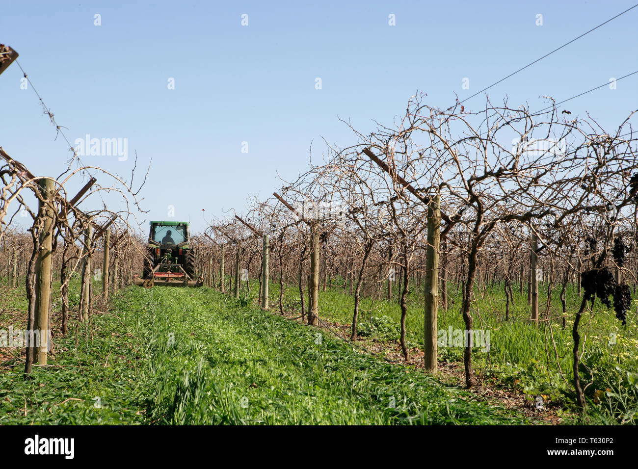 Tracteur John Deere le fauchage d'herbe dans le vignoble australien pendant l'hiver. Banque D'Images