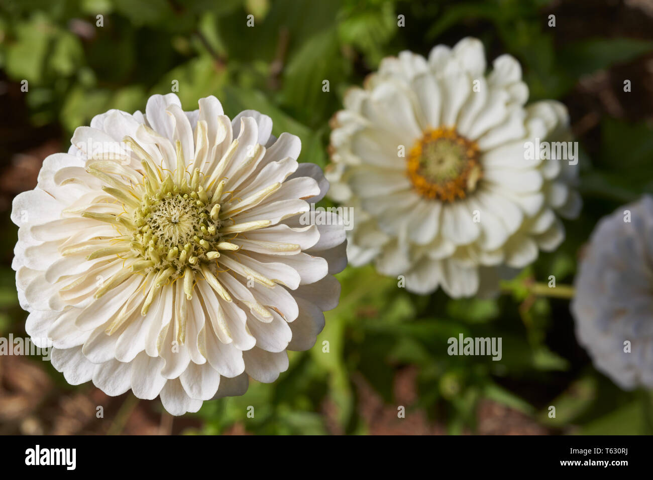 Zinnia blanc des fleurs dans le jardin. Banque D'Images