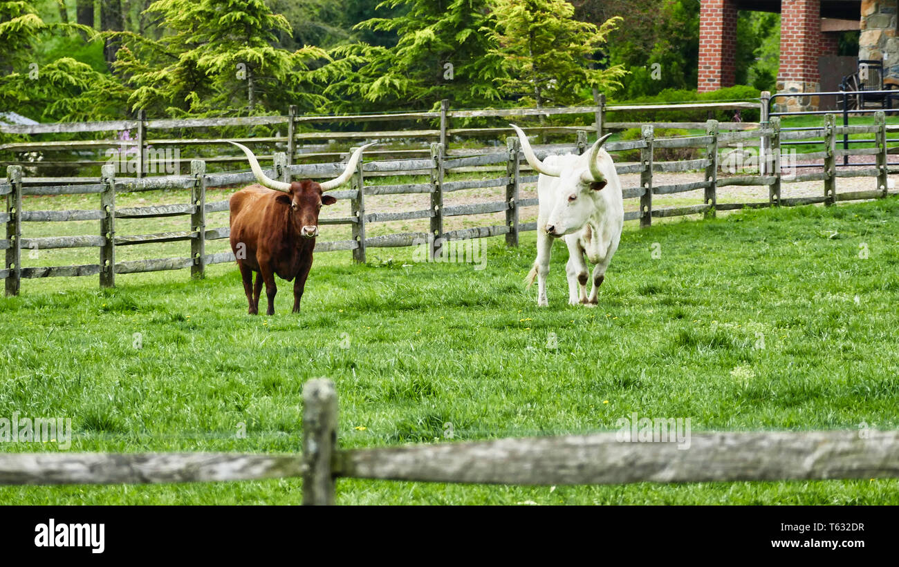 Long Horn Steers Grazing in field Banque D'Images