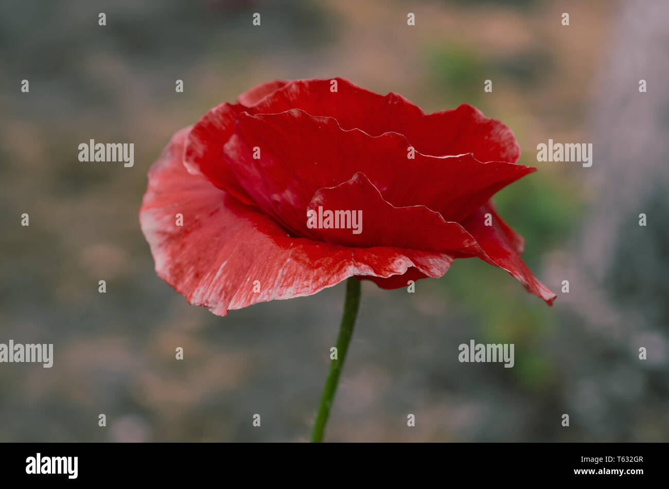 Pavot rouge de printemps Banque D'Images
