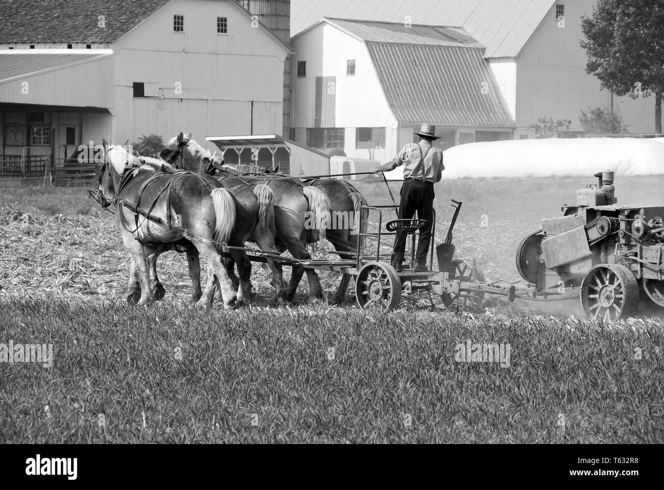 Homme Amish le domaine de récolte sur une journée ensoleillée d'automne Banque D'Images