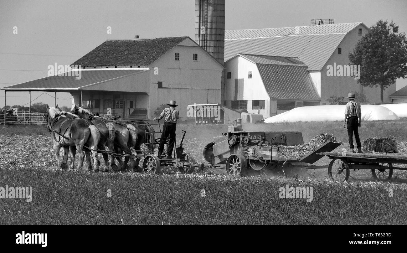 Père et Fils Amish la récolte des champs sur une journée d'automne Banque D'Images
