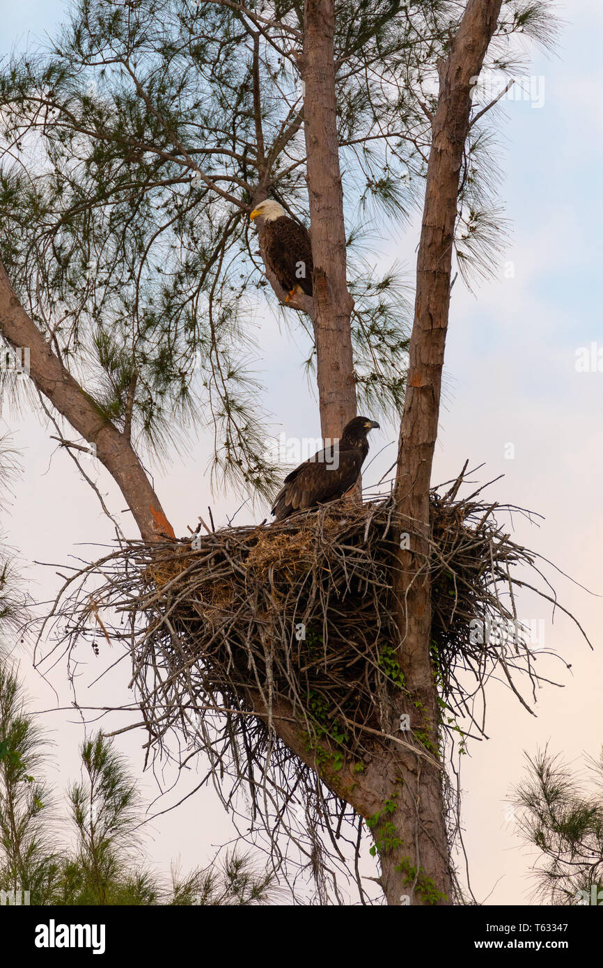 Famille de pygargue à tête blanche Haliaeetus leucocephalus parents avec leur nid de poussins sur Marco Island, en Floride en hiver. Banque D'Images